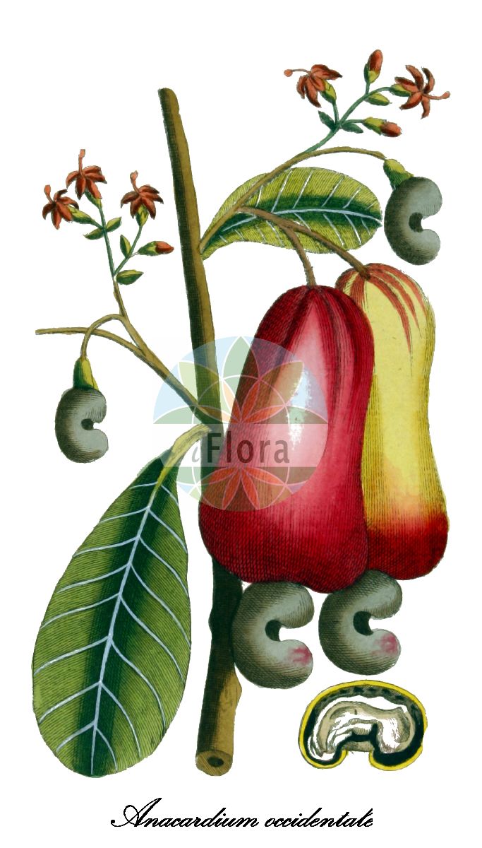 Anacardium occidentale - Anacardiaceae,Plantae,Pteridobiotina,Angiosperms,Sapindales,Anacardiaceae,Anacardium,Anacardium occidentale,Acajuba occidentalis, Anacardium microcarpum, Anacardium occidentale var. americanum, Anacardium occidentale var. gardneri, Cassuvium pomiferum, Cassuvium reniforme, Cassuvium solitarium,Cachunuss-Baum;Elefantenlaus-Baum;Acajubaum;Kaschubaum;Kaschunuss;Nierenbaum