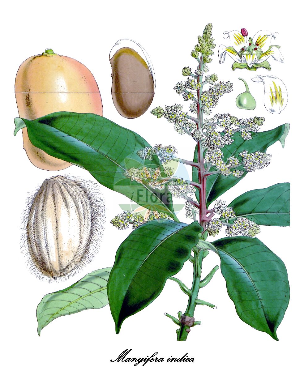 Mangifera indica - Anacardiaceae,Plantae,Pteridobiotina,Angiosperms,Sapindales,Anacardiaceae,Mangifera,Mangifera indica,Mangifera amba, Mangifera anisodora, Mangifera austro-yunnanensis, Mangifera balba, Mangifera domestica, Mangifera equina, Mangifera gladiata, Mangifera kukula, Mangifera laurina, Mangifera laxiflora, Mangifera linnaei, Mangifera maritima, Mangifera montana, Mangifera oryza, Mangifera rostrata, Mangifera rubra, Mangifera sativa, Mangifera siamensis, Mangifera viridis,Mango;Echte Mango;Mangobaum