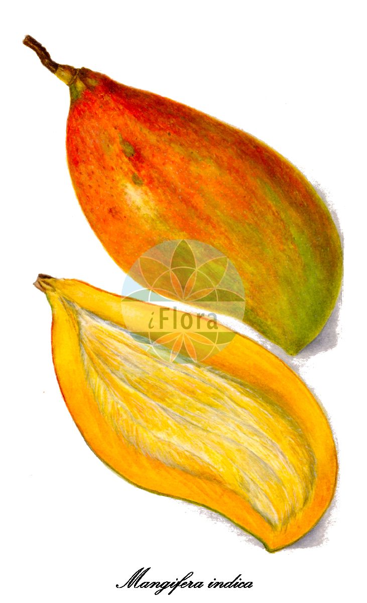 Mangifera indica - Anacardiaceae,Plantae,Pteridobiotina,Angiosperms,Sapindales,Anacardiaceae,Mangifera,Mangifera indica,Mangifera amba, Mangifera anisodora, Mangifera austro-yunnanensis, Mangifera balba, Mangifera domestica, Mangifera equina, Mangifera gladiata, Mangifera kukula, Mangifera laurina, Mangifera laxiflora, Mangifera linnaei, Mangifera maritima, Mangifera montana, Mangifera oryza, Mangifera rostrata, Mangifera rubra, Mangifera sativa, Mangifera siamensis, Mangifera viridis,Mango;Echte Mango;Mangobaum