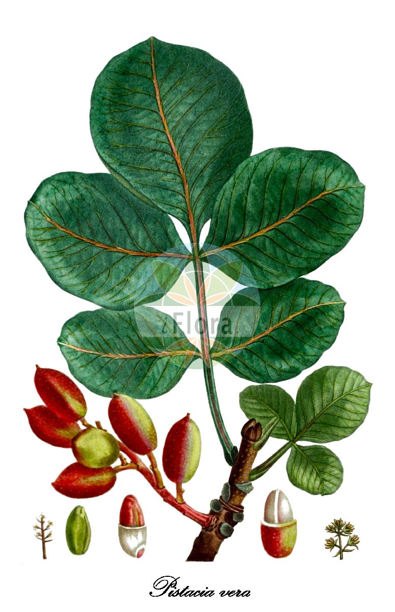 Pistacia vera - Anacardiaceae,Plantae,Pteridobiotina,Angiosperms,Sapindales,Anacardiaceae,Pistacia,Pistacia vera,Lentiscus vera, Pistacia badghysi, Pistacia narbonensis, Pistacia nemausensis, Pistacia nigricans, Pistacia trifolia,Echte Pistazie;pistachier;alfoncigo;pistachero;pistacchio;pistacheboom;alfostigo;amêndoa-pistácio;pistache;pistáchio;фисташка настоящая;фисташковое дерево;antep fıstığı;antepfıstığı;pistatxo;pistacija;prava tršlja;pistaschbuske;ægte pistacie;pistacja właściwa;pistacija;pisztácia;řečík pistáciový;fistic;фісташка справжня;фисташка;шамфъстък;harilik pistaatsia;pistāciju rieksti;mantelipistaasi;elah habbatenah;אֵלָה הבָּטְנָה;pistacijų;φιστικιά