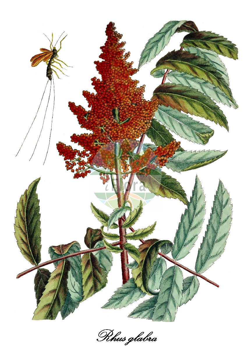 Rhus glabra - Anacardiaceae,Plantae,Pteridobiotina,Angiosperms,Sapindales,Anacardiaceae,Rhus,Rhus glabra,Rhus angustiarum, Rhus aprica, Rhus arbuscula, Rhus arguta, Rhus asplenifolia, Rhus atrovirens, Rhus auriculata, Rhus borealis, Rhus calophylla, Rhus caroliniana, Rhus cismontana, Rhus cismontana var. flavescens, Rhus coccinea, Rhus elegans, Rhus elegantula, Rhus glabra f. flavescens, Rhus glabra f. glabra, Rhus glabra f. laciniata, Rhus glabra var. cismontana, Rhus glabra var. glabra, Rhus glabra var. laciniata, Rhus glabra var. occidentalis, Rhus hapemanii, Rhus ithacensis, Rhus laevicaulis, Rhus longula, Rhus ludoviciana, Rhus macrothyrsa, Rhus media, Rhus nitens, Rhus occidentalis, Rhus oreophila, Rhus petiolata, Rhus pulchella, Rhus pyramidata, Rhus sambucina, Rhus sandbergii, Rhus sanguinea, Rhus sorbifolia, Rhus tessellata, Rhus valida, Schmaltzia glabra, Toxicodendron glabrum,Scharlach-Sumach;Kahler Sumach;sumac glabre;sumac velouté;sumac à bois glabre;zumaque liso;sommacco glabro;veld-ridderspoor;gladde sumak;сумах гладкий;сумах голый;сумах обыкновенный;sumak szkarłatny