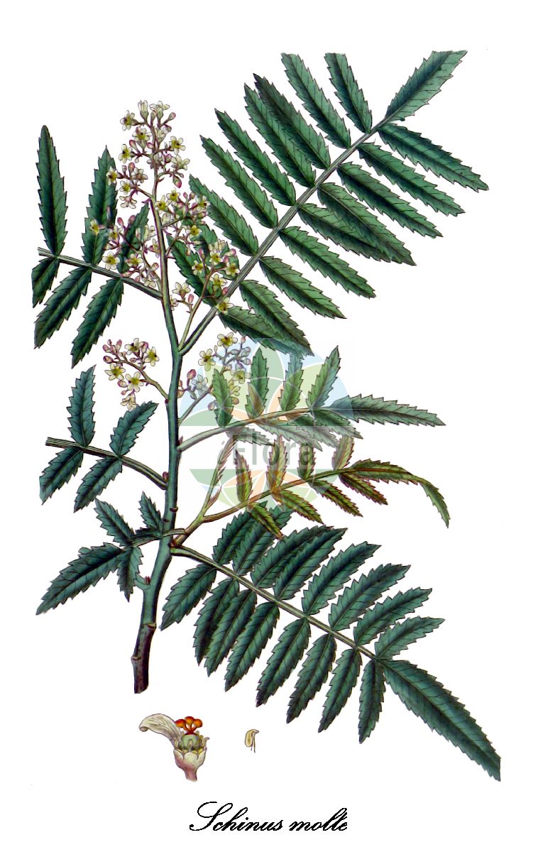 Schinus molle - Anacardiaceae,Plantae,Pteridobiotina,Angiosperms,Sapindales,Anacardiaceae,Schinus,Schinus molle,Schinus bituminosus, Schinus molle var. argentifolius, Schinus molle var. huigan, Schinus molle var. huyngan, Schinus molle var. molle, Schinus occidentalis,Falscher Pfeffer;faux poivrier du Pérou;faux poivrier d'Amérique;faux poivrier;faux poivrier odorant;poivrier d'Amérique;pimiento;tarebinto;piru;aguaribay;muelle;pimentero falso;pimiento falso;albero del pepe;schino;pepe del Peru;pepe del Perù;pepe falso;veld-kruidkers;Amerikaanse peperboom;aroeira-do-matto;aroeira-salsa;aroeira-do-mato;anacauita;aroeira;aroeira-mansa;aroeira-mole;aroeira-piriquita;aroeira-salso;pimenteira-americana;pimenteira-batarda;pimenteiro;cхинус мягкий;перуанский перец;шинус мягкий;dru i piperit;pebrer bord;перуански пипер;шинус;الفلفل الكاذب