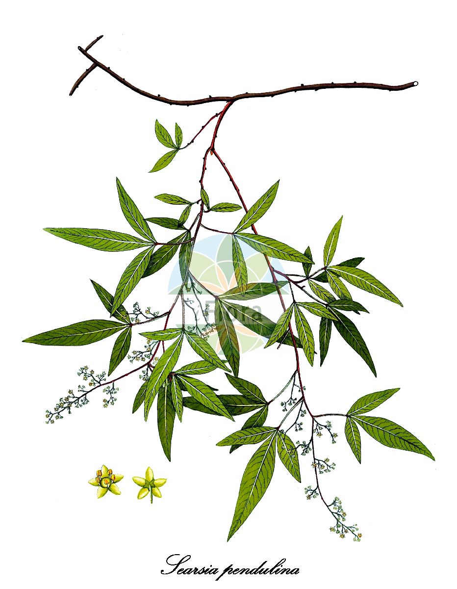 Searsia pendulina - Anacardiaceae,Plantae,Pteridobiotina,Angiosperms,Sapindales,Anacardiaceae,Searsia,Searsia pendulina,Rhus pendulina