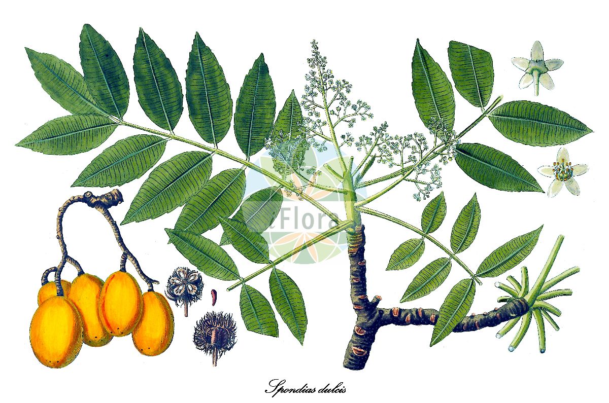 Spondias dulcis - Anacardiaceae,Plantae,Pteridobiotina,Angiosperms,Sapindales,Anacardiaceae,Spondias,Spondias dulcis,Chrysomelon pomiferum, Cytheraea dulcis, Evia acida, Evia dulcis, Evia dulcis, Poupartia dulcis, Spondias cytherea, Spondias dulcis var. mucroniserrata, Spondias fragrans, Spondias longifolia,Goldpflaume;Süße Balsampflaume;Tahitiapfel