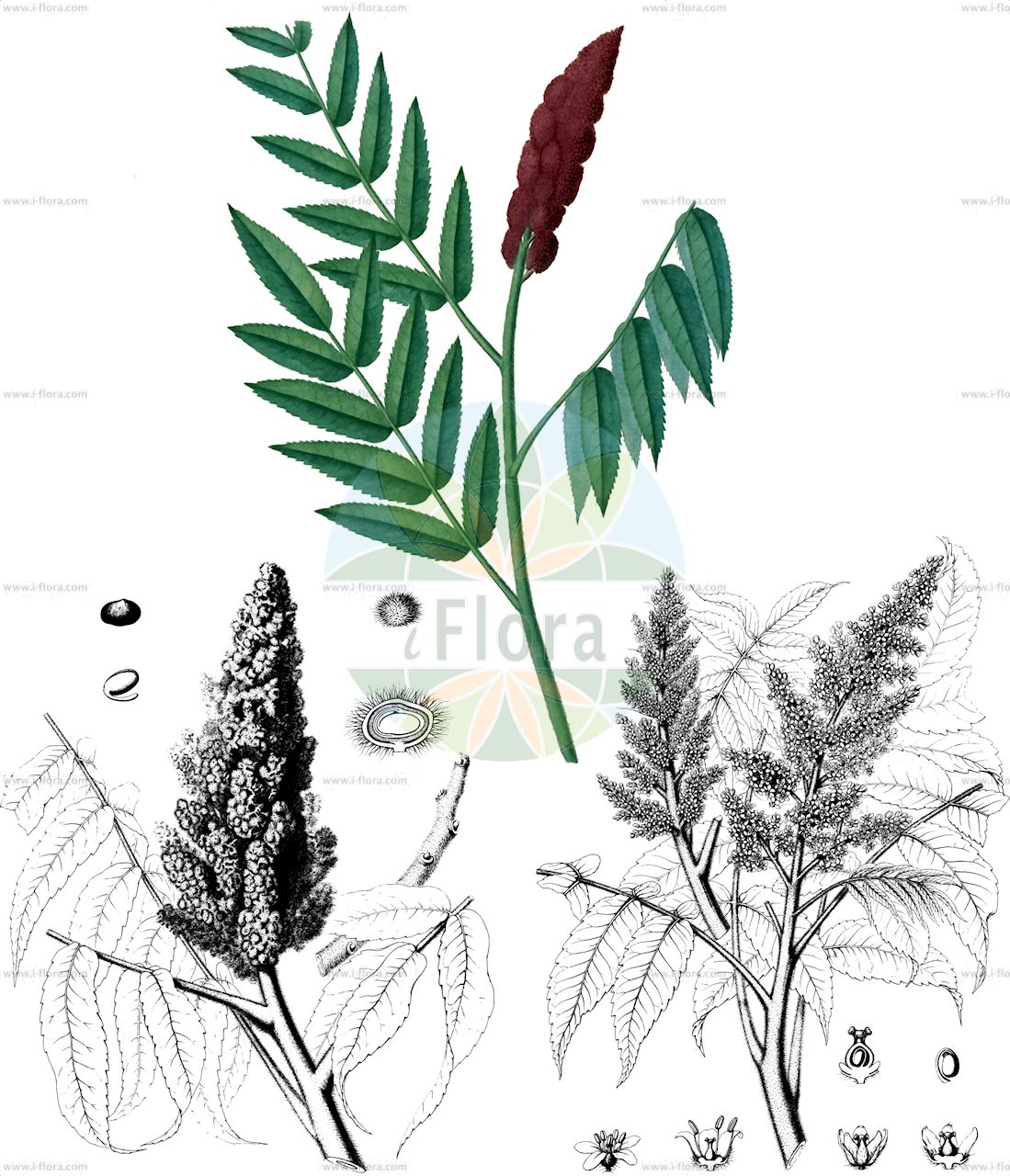 Rhus typhina - Anacardiaceae,Plantae,Pteridobiotina,Angiosperms,Sapindales,Anacardiaceae,Rhus,Rhus typhina,Datisca hirta, Rhus canadensis, Rhus hirta, Rhus hirta f. dissecta, Rhus hypselodendrum, Rhus typhina f. dissecta, Rhus typhina f. typhina, Rhus typhina var. laciniata, Rhus viridiflora, Schmaltzia hirta, Toxicodendron typhinum,Kolben-Sumach;Essigbaum;Hirschkolben-Sumach;stag's-horn sumach;hairy sumac;hairy sumach;staghorn sumac;staghorn sumach;vinegar plant;vinegar tree;virginia sumac;virginia sumach;Sumac;sumac de Virginie;sumac amarante;vinaigrier;fausse massette;zumaque de Virginia;Sommacco maggiore;sommacco americano;sommaco maggoire;azijnboom;sumagre-da-virgínia;сумах оленерогий;сумах пушистый;уксусное дерево;runjavi ruj;rönnsumak;hjohrtetaktræ;sumak octowiec;octovec;torzsás ecetfa;škumpa orobincová;sumach pálkový;сумах коротковолосий;рустифина