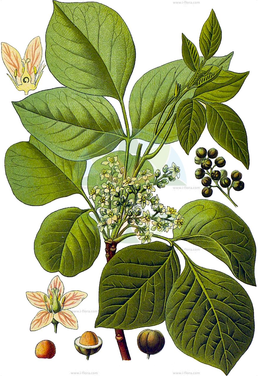 Toxicodendron pubescens - Anacardiaceae,Plantae,Pteridobiotina,Angiosperms,Sapindales,Anacardiaceae,Toxicodendron,Toxicodendron pubescens,Cotinus toxicodendron, Philostemon toxicodendron, Rhus acutiloba, Rhus pubescens, Rhus quercifolia, Rhus radicans var. pubescens, Rhus toxicodendron, Rhus toxicodendron f. elobata, Rhus toxicodendron var. quercifolia, Toxicodendron compactum, Toxicodendron monticola, Toxicodendron quercifolium, Toxicodendron toxicarium f. leiocarpum, Toxicodendron toxicodendron,Gift-Sumach;Behaarter Gift-Sumach;atlantic poison oak;poison oak;poison ivy;sumac vénéneux;arbre à la gale;sommacco tossico;giftsumak;сумах ядовитый;токсикодендрон дуболистный;токсикодендрон пушистый;ядовитый дуб;mérges szömörce;škumpa zákeřná;škumpovník zákeřný;sumach jedovatý