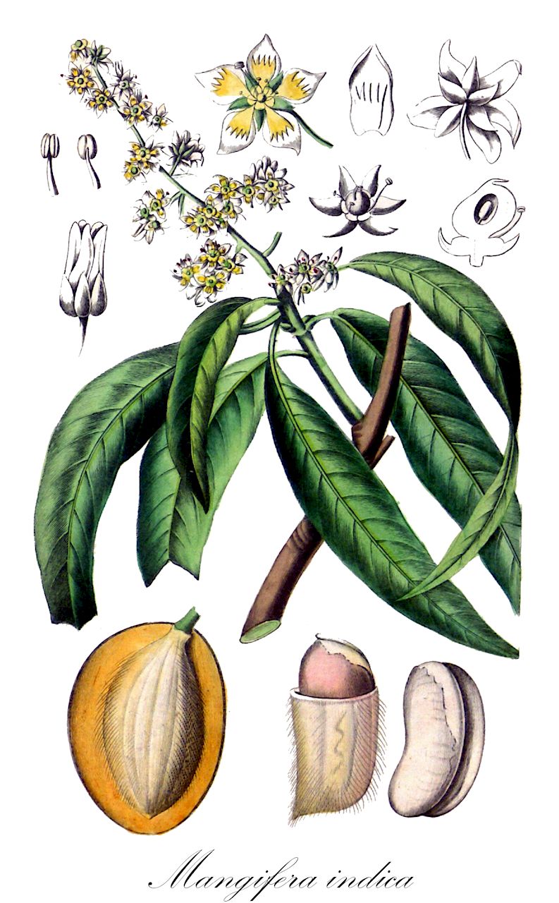 Mangifera indica - Anacardiaceae,Plantae,Pteridobiotina,Angiosperms,Sapindales,Anacardiaceae,Mangifera,Mangifera indica,Mangifera amba, Mangifera anisodora, Mangifera austro-yunnanensis, Mangifera balba, Mangifera domestica, Mangifera equina, Mangifera gladiata, Mangifera kukula, Mangifera laurina, Mangifera laxiflora, Mangifera linnaei, Mangifera maritima, Mangifera montana, Mangifera oryza, Mangifera rostrata, Mangifera rubra, Mangifera sativa, Mangifera siamensis, Mangifera viridis,Mango;Echte Mango;Mangobaum