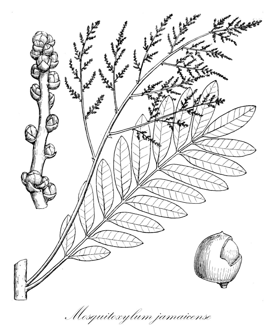 Mosquitoxylum jamaicense - Anacardiaceae,Plantae,Pteridobiotina,Angiosperms,Sapindales,Anacardiaceae,Mosquitoxylum,Mosquitoxylum jamaicense,Mosquitoxylum jamaicense var. panamense