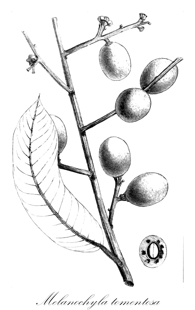 Melanochyla tomentosa - Anacardiaceae,Plantae,Pteridobiotina,Angiosperms,Sapindales,Anacardiaceae,Melanochyla,Melanochyla tomentosa