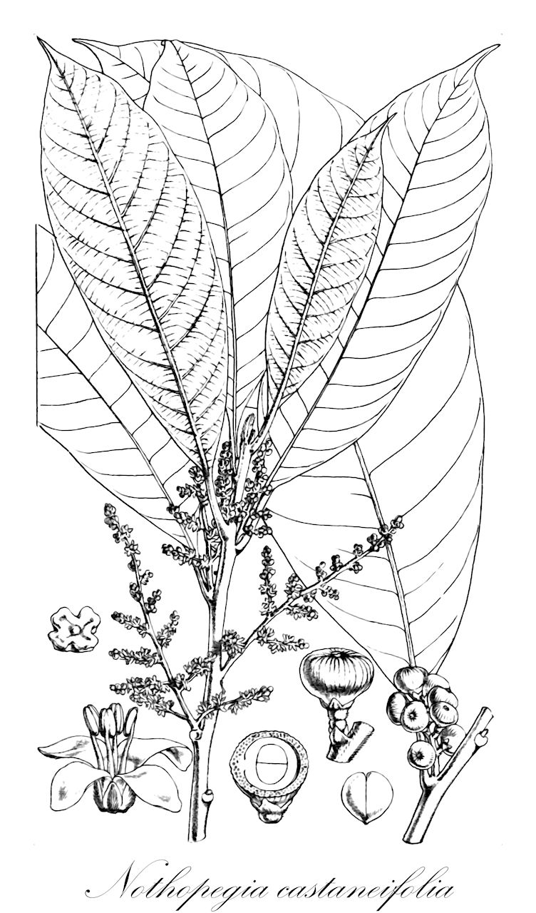 Nothopegia castaneifolia - Anacardiaceae,Plantae,Pteridobiotina,Angiosperms,Sapindales,Anacardiaceae,Nothopegia,Nothopegia castaneifolia,Ficus castaneifolia, Glycycarpus edulis, Glycycarpus racemosus, Nothopegia racemosa, Nothopegia racemosa var. angustifolia