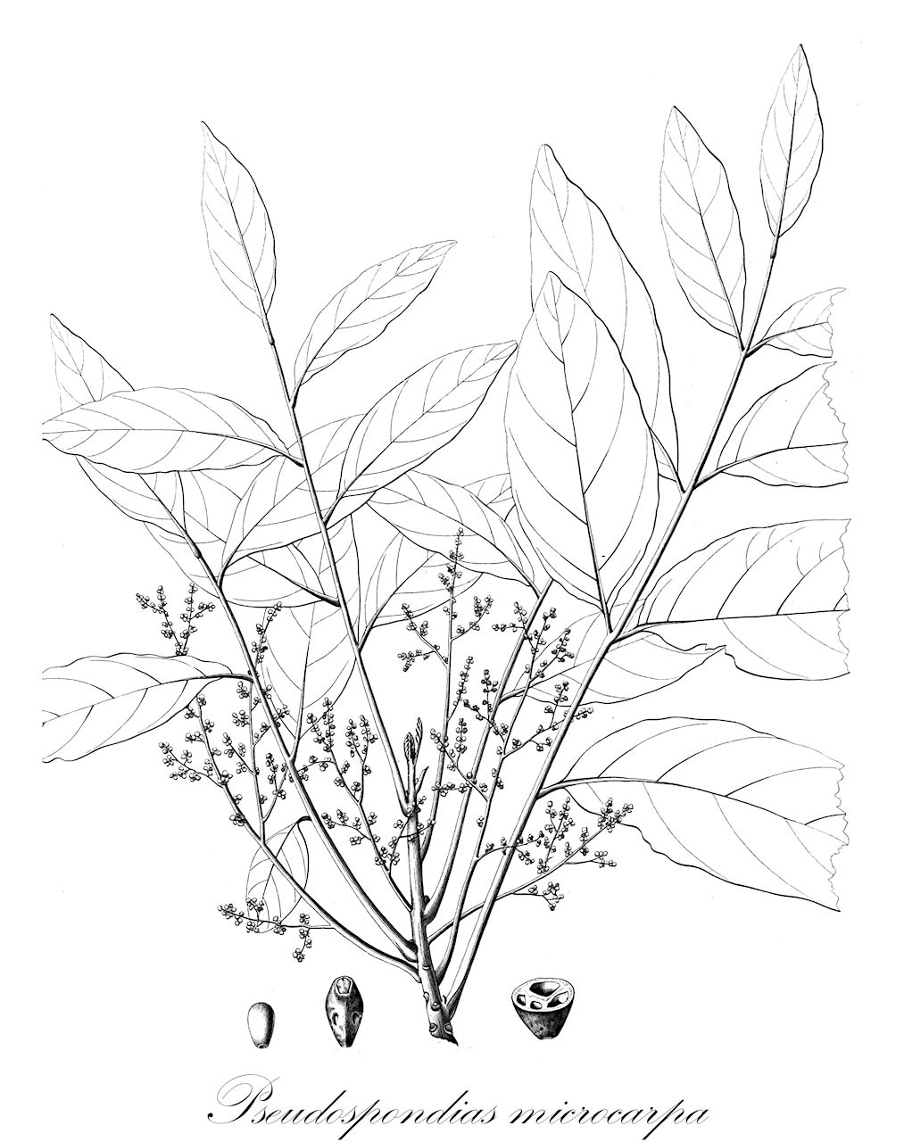 Pseudospondias microcarpa - Anacardiaceae,Plantae,Pteridobiotina,Angiosperms,Sapindales,Anacardiaceae,Pseudospondias,Pseudospondias microcarpa,Pseudospondias microcarpa var. microcarpa, Sorindeia obliquifoliolata, Spondias angolensis, Spondias microcarpa, Spondias zanzee