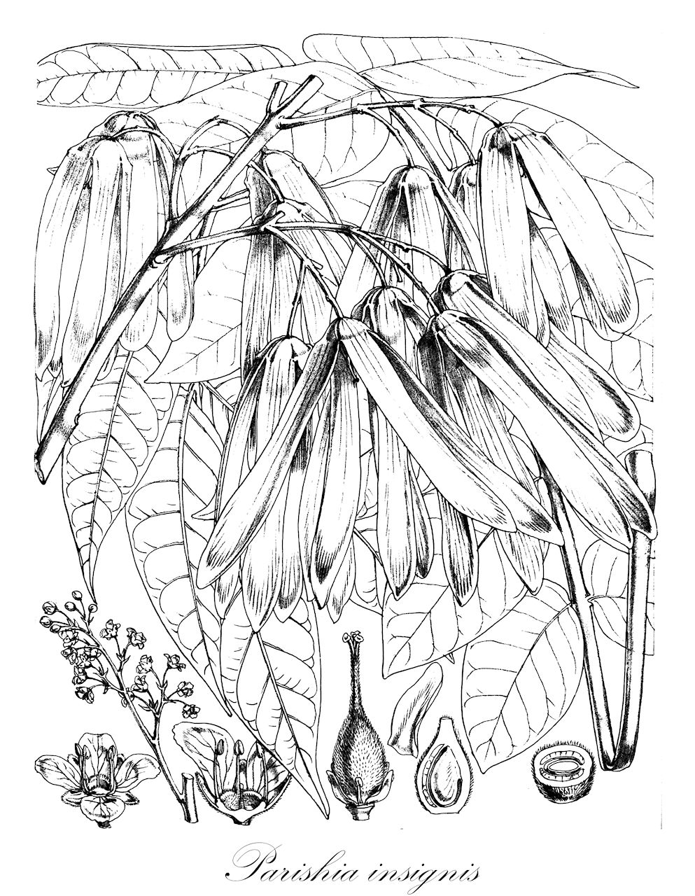 Parishia insignis - Anacardiaceae,Plantae,Pteridobiotina,Angiosperms,Sapindales,Anacardiaceae,Parishia,Parishia insignis,Astronium insigne, Parishia borneensis, Parishia lowei, Parishia pubescens, Parishia rosea