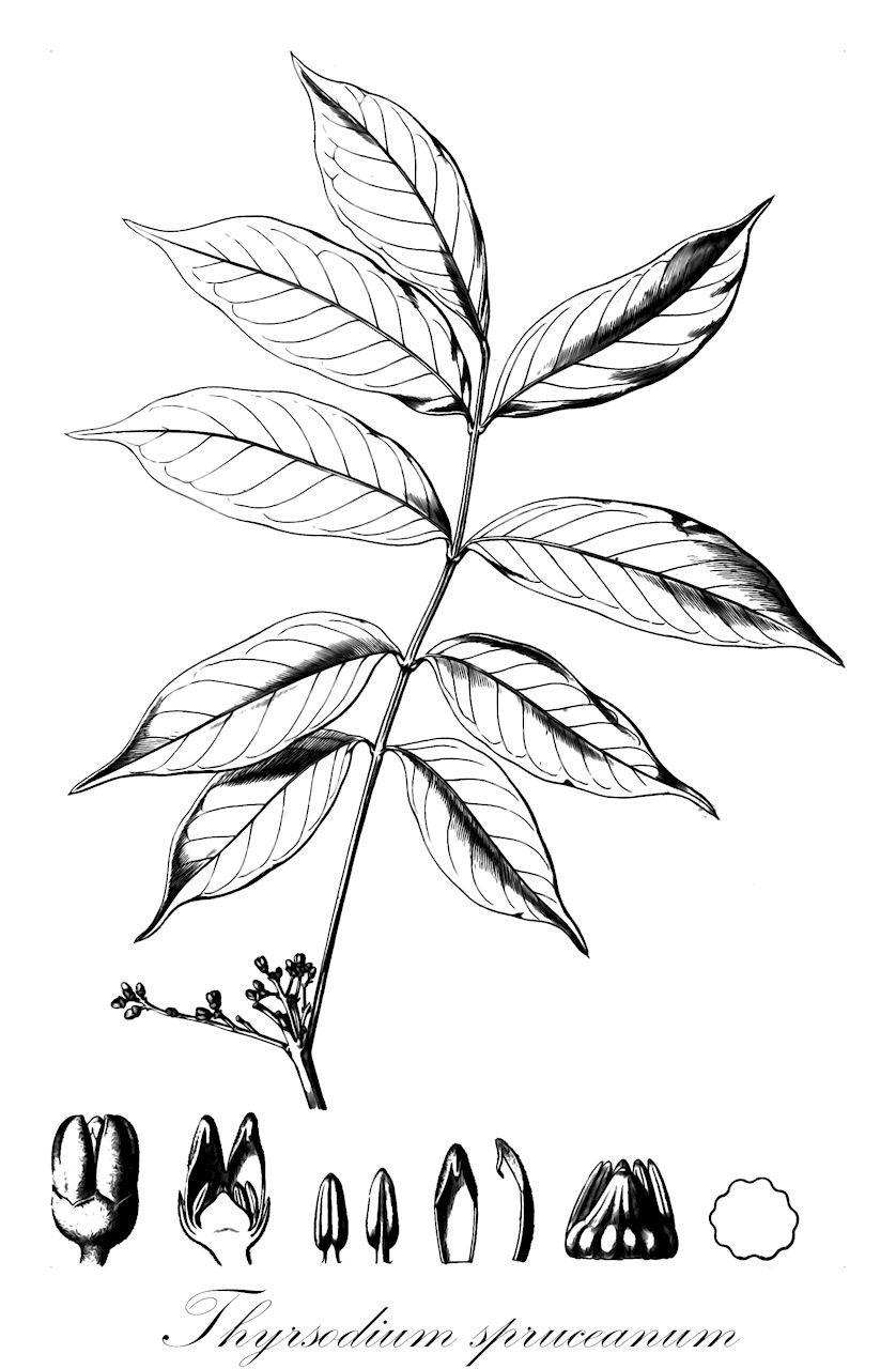 Thyrsodium spruceanum - Anacardiaceae,Plantae,Pteridobiotina,Angiosperms,Sapindales,Anacardiaceae,Thyrsodium,Thyrsodium spruceanum,Garuga gigantea, Garuga schomburgkiana, Garuga schomburgkiana var. salzmanniana, Garuga spruceana, Thyrsodium dasytrichum, Thyrsodium giganteum, Thyrsodium paraense, Thyrsodium salzmannianum, Thyrsodium schomburgkianum, Thyrsodium schomburgkianum var. salzmannianum
