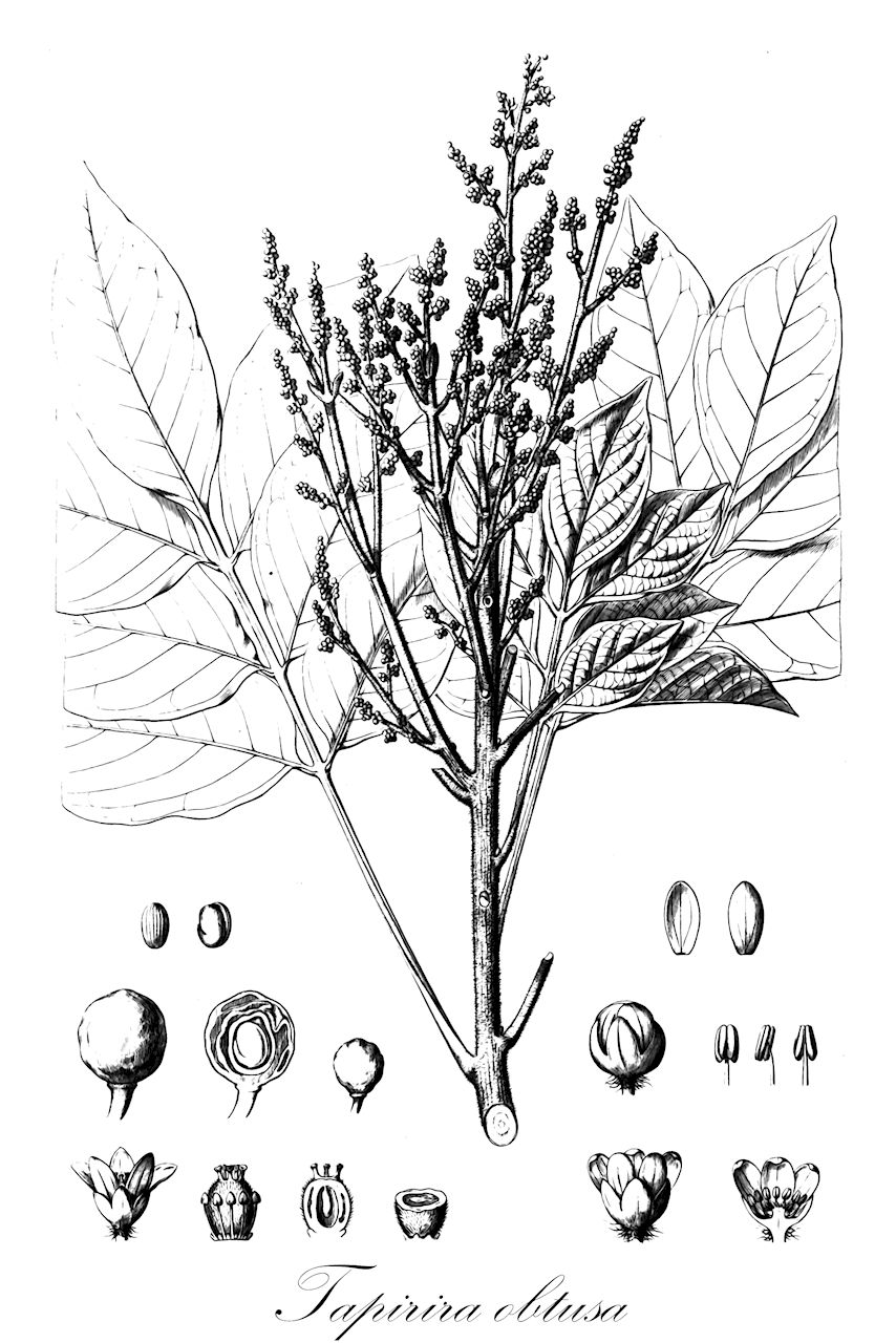 Tapirira obtusa - Anacardiaceae,Plantae,Pteridobiotina,Angiosperms,Sapindales,Anacardiaceae,Tapirira,Tapirira obtusa,Mauria obtusa, Tapirira marchandii, Tapirira pao-pombo var. major, Tapirira peckoltiana