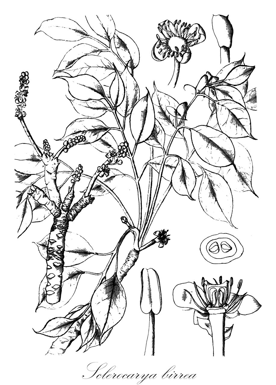 Sclerocarya birrea - Anacardiaceae,Plantae,Pteridobiotina,Angiosperms,Sapindales,Anacardiaceae,Sclerocarya,Sclerocarya birrea,Poupartia birrea, Sclerocarya birrea subsp. birrea, Spondias birrea