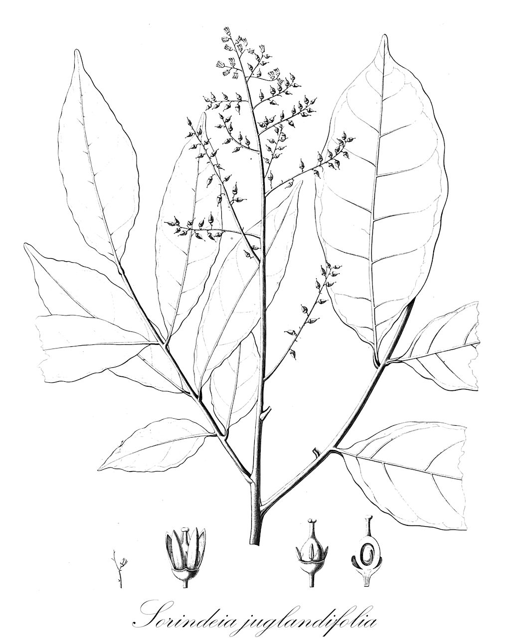 Sorindeia juglandifolia - Anacardiaceae,Plantae,Pteridobiotina,Angiosperms,Sapindales,Anacardiaceae,Sorindeia,Sorindeia juglandifolia,Dacryodes dahomensis, Dupuisia juglandifolia, Pachylobus dahomensis, Sapindus simplicifolius, Sorindeia adolfi-friederici, Sorindeia claessensii, Sorindeia collina, Sorindeia gossweileri, Sorindeia katangensis, Sorindeia lundensis, Sorindeia mayumbensis, Sorindeia ngounyensis, Sorindeia obtusifoliolata var. parvifoliolata, Sorindeia poggei, Sorindeia rhodesica, Sorindeia ripicola, Sorindeia sparanoi, Sorindeia submontana, Sorindeia thollonii, Sorindeia undulata