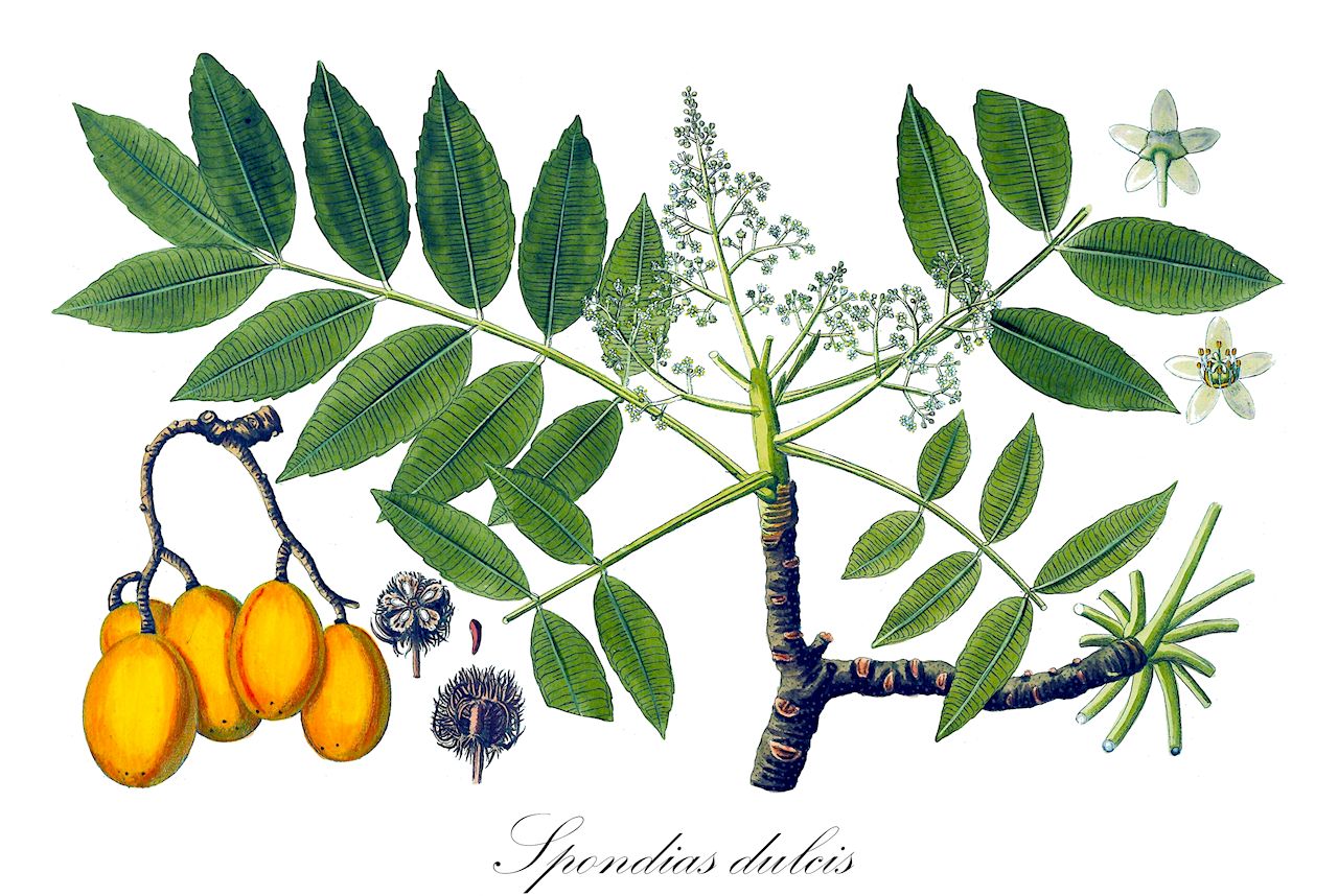 Spondias dulcis - Anacardiaceae,Plantae,Pteridobiotina,Angiosperms,Sapindales,Anacardiaceae,Spondias,Spondias dulcis,Chrysomelon pomiferum, Cytheraea dulcis, Evia acida, Evia dulcis, Evia dulcis, Poupartia dulcis, Spondias cytherea, Spondias dulcis var. mucroniserrata, Spondias fragrans, Spondias longifolia,Goldpflaume;Süße Balsampflaume;Tahitiapfel