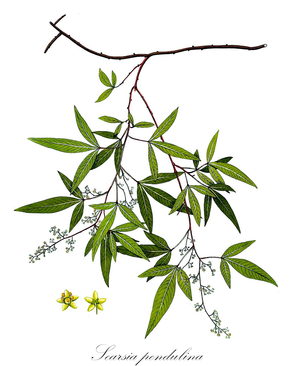 Searsia pendulina - Anacardiaceae,Plantae,Pteridobiotina,Angiosperms,Sapindales,Anacardiaceae,Searsia,Searsia pendulina,Rhus pendulina