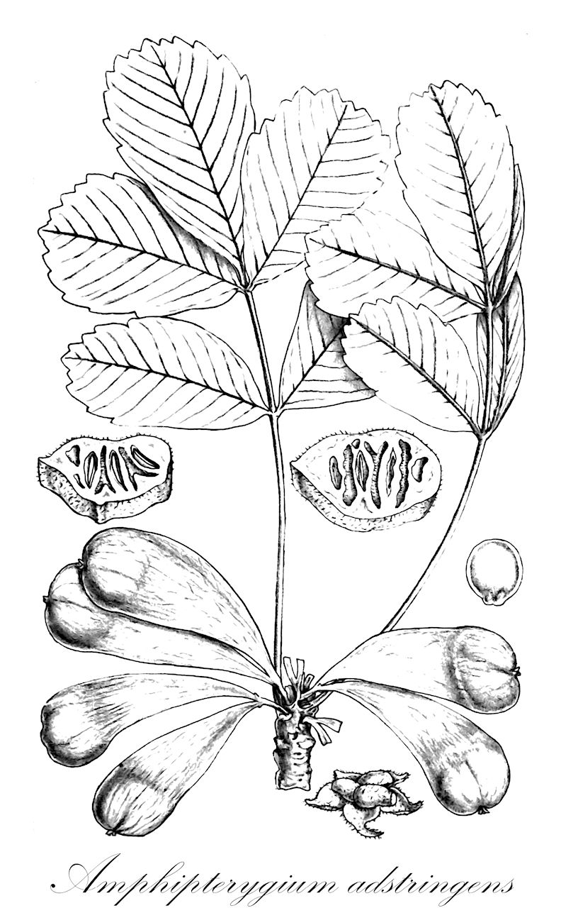Amphipterygium adstringens - Anacardiaceae,Plantae,Pteridobiotina,Angiosperms,Sapindales,Anacardiaceae,Amphipterygium,Amphipterygium adstringens,Hypopterygium adstringens, Juliania adstringens