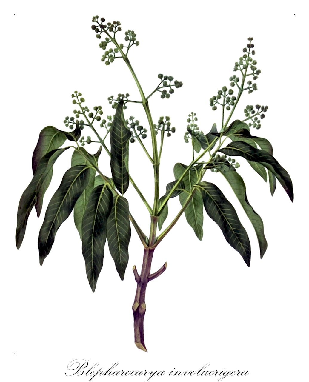 Blepharocarya involucrigera - Anacardiaceae,Plantae,Pteridobiotina,Angiosperms,Sapindales,Anacardiaceae,Blepharocarya,Blepharocarya involucrigera
