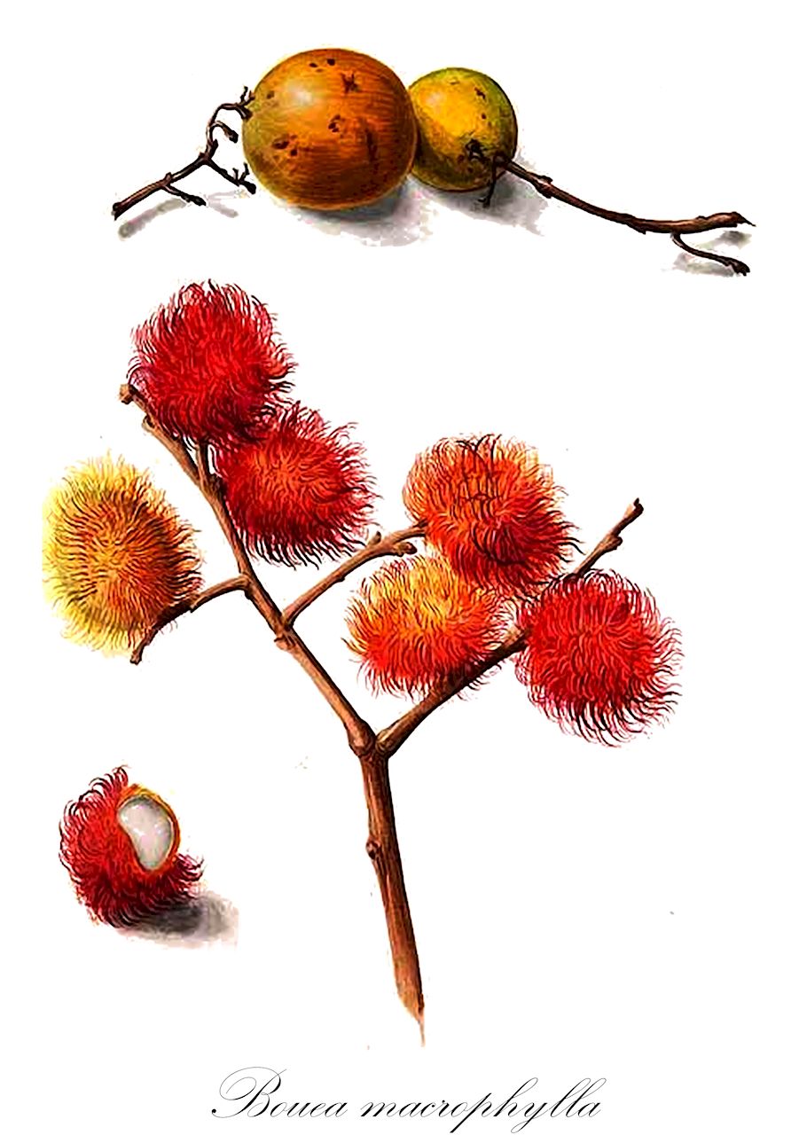 Bouea macrophylla - Anacardiaceae,Plantae,Pteridobiotina,Angiosperms,Sapindales,Anacardiaceae,Bouea,Bouea macrophylla,Tropidopetalum javanicum