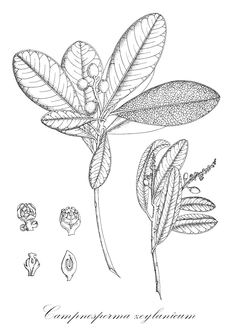 Campnosperma zeylanicum - Anacardiaceae,Plantae,Pteridobiotina,Angiosperms,Sapindales,Anacardiaceae,Campnosperma,Campnosperma zeylanicum