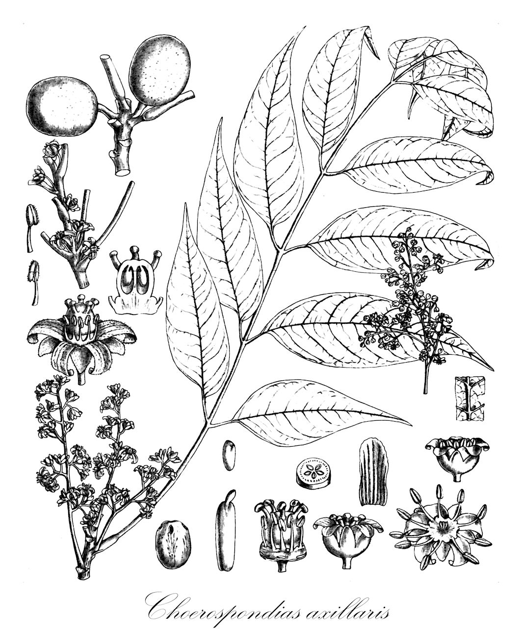 Choerospondias axillaris - Anacardiaceae,Plantae,Pteridobiotina,Angiosperms,Sapindales,Anacardiaceae,Choerospondias,Choerospondias axillaris,Choerospondias axillaris var. axillaris, Poupartia axillaris, Poupartia fordii, Rhus bodinieri, Spondias axillaris, Spondias axillaris var. pubinervis