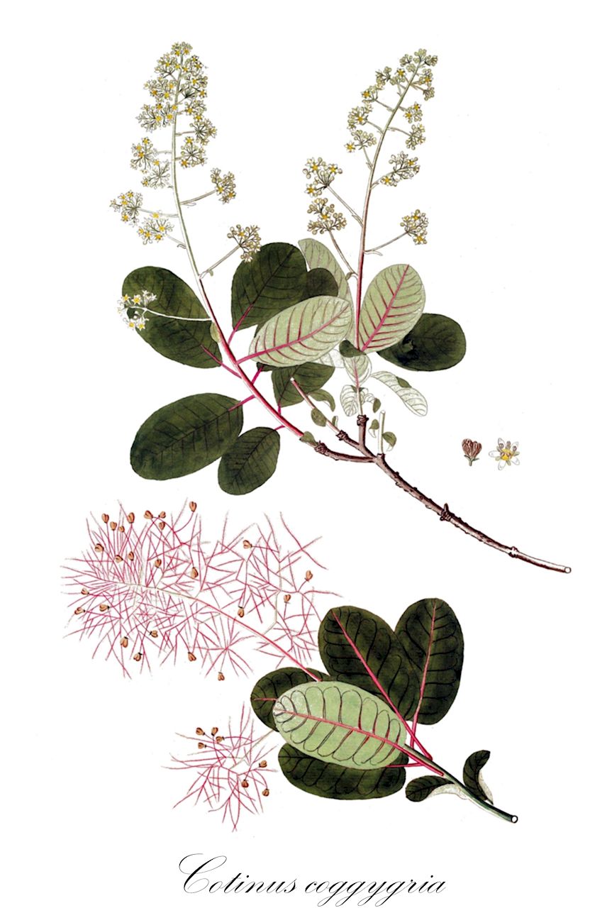 Cotinus coggygria - Anacardiaceae,Plantae,Pteridobiotina,Angiosperms,Sapindales,Anacardiaceae,Cotinus,Cotinus coggygria,Cotinus cinerea, Cotinus coggygria f. atropurpureus, Cotinus coggygria f. pendulus, Cotinus coggygria subsp. glabra, Cotinus coggygria var. chengkouensis, Cotinus coggygria var. cinereus, Cotinus coggygria var. glaucophylla, Cotinus coggygria var. laevis, Cotinus coggygria var. parvifolia, Cotinus coggygria var. pendulus, Cotinus coggygria var. pubescens, Cotinus coggygria var. velutinus, Cotinus coriaria, Cotinus cotinus, Cotinus ellipticus, Cotinus velutina, Rhus cotina, Rhus cotinus, Rhus laevis, Rhus obovatifolia, Rhus velutina,Gewöhnlicher Perückenstrauch;Perückenstrauch;Europäischer Perückenstrauch;smoke-tree;fustet;purple smoke tree;smoke wood;venetian sumac;venetian sumach;wig tree;european smoketree;eurasian smoketree;smoke bush;Arbre à perruque;Fustet;sumac fustet;sumac des teinturiers;barbe de Jupiter;bois jaune;coquecigrue;pompon;pustet;fustete;árbol de las pelucas;arbol de las pelucas;Sommacco selvatico;cotino;scotano;capecchio;sommacco;pruikeboom;желтинник;париковое дерево;скумпия коггигрия;скумпия кожевенная;boyacı sumağı;cërmëdell;obična rujevina;perukowiec podolski;hagumanoki;kasuminoki;kemurinoki;sumôkutsurî;カスミノキ;ケムリノキ;スモークツリー;ハグマノキ;navadni ruj;cserszömörce;ruj vlasatá;škumpa vlasatá;скумпія звичайна;смрадлика;тетра;huáng lú;黄栌;an gae na mu;안개나무