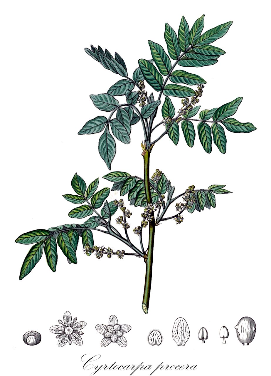 Cyrtocarpa procera - Anacardiaceae,Plantae,Pteridobiotina,Angiosperms,Sapindales,Anacardiaceae,Cyrtocarpa,Cyrtocarpa procera,Dasycarya grisea, Schinus procerus