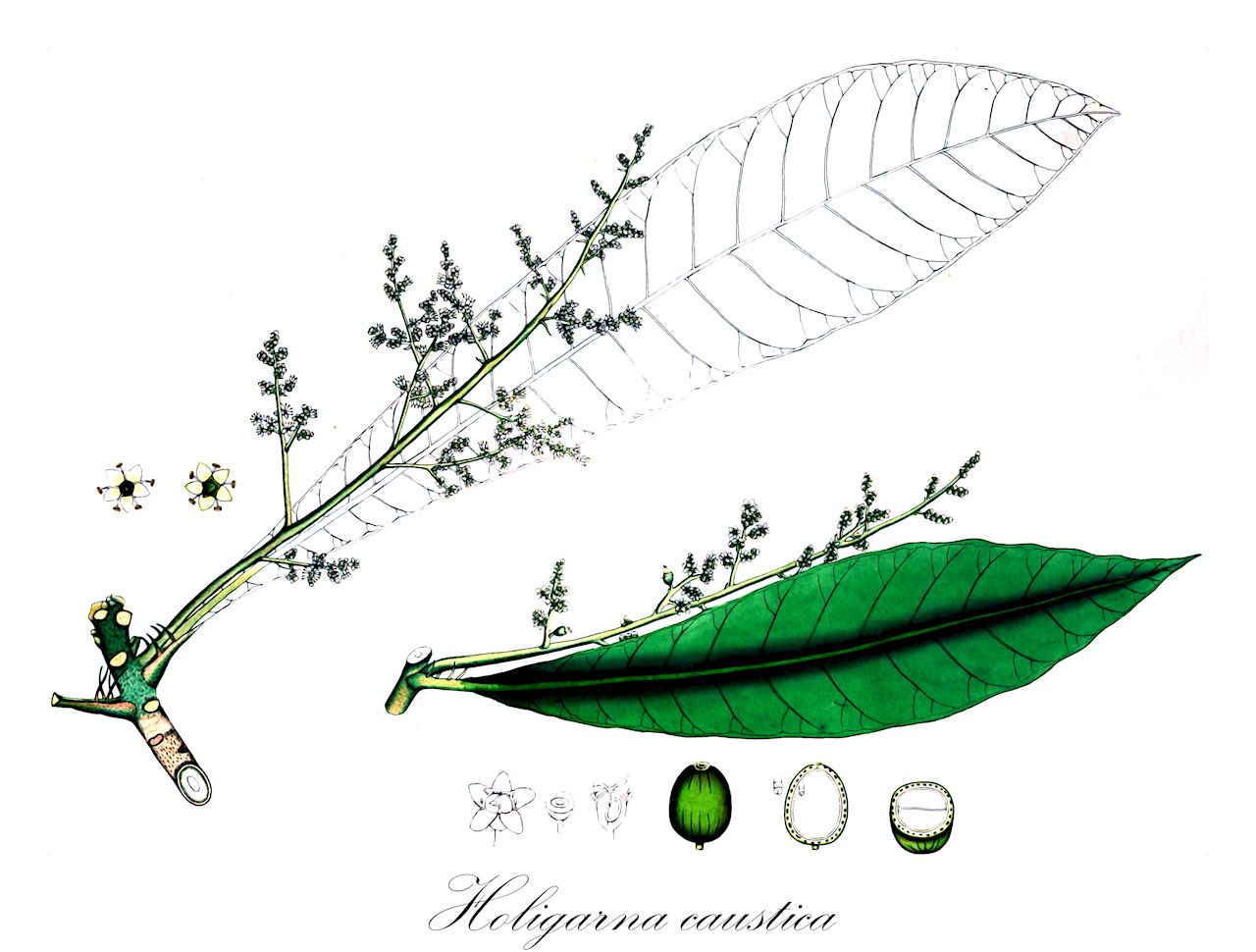 Holigarna caustica - Anacardiaceae,Plantae,Pteridobiotina,Angiosperms,Sapindales,Anacardiaceae,Holigarna,Holigarna caustica,Drimycarpus racemosus var. longifolia, Hadestaphylum causticum, Holigarna longifolia