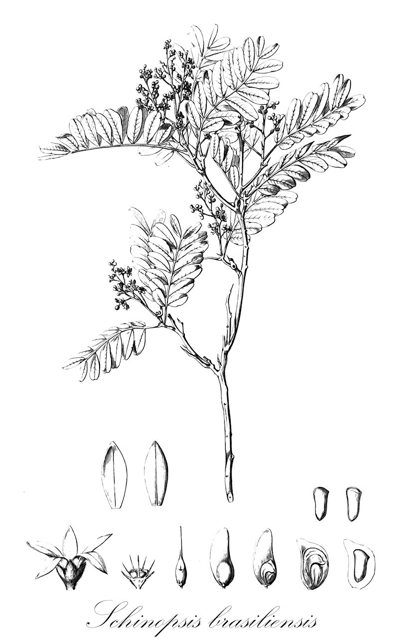 Schinopsis brasiliensis - Anacardiaceae,Plantae,Pteridobiotina,Angiosperms,Sapindales,Anacardiaceae,Schinopsis,Schinopsis brasiliensis,Schinopsis brasiliensis var. glabra, Schinopsis glabra