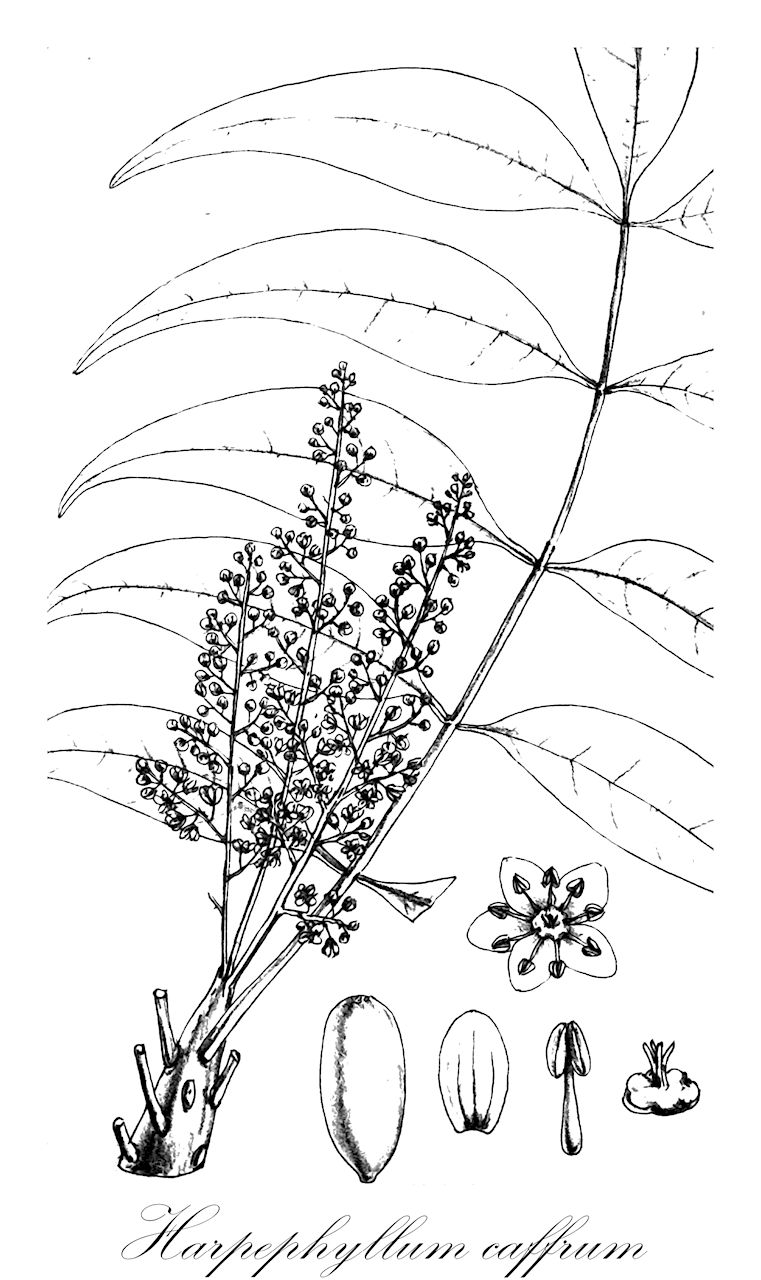 Harpephyllum caffrum - Anacardiaceae,Plantae,Pteridobiotina,Angiosperms,Sapindales,Anacardiaceae,Harpephyllum,Harpephyllum caffrum,Harpephyllum serratum, Odina caffra, Spondias falcata, Tapirira caffra,Kafferndattel;Kafirpflaume