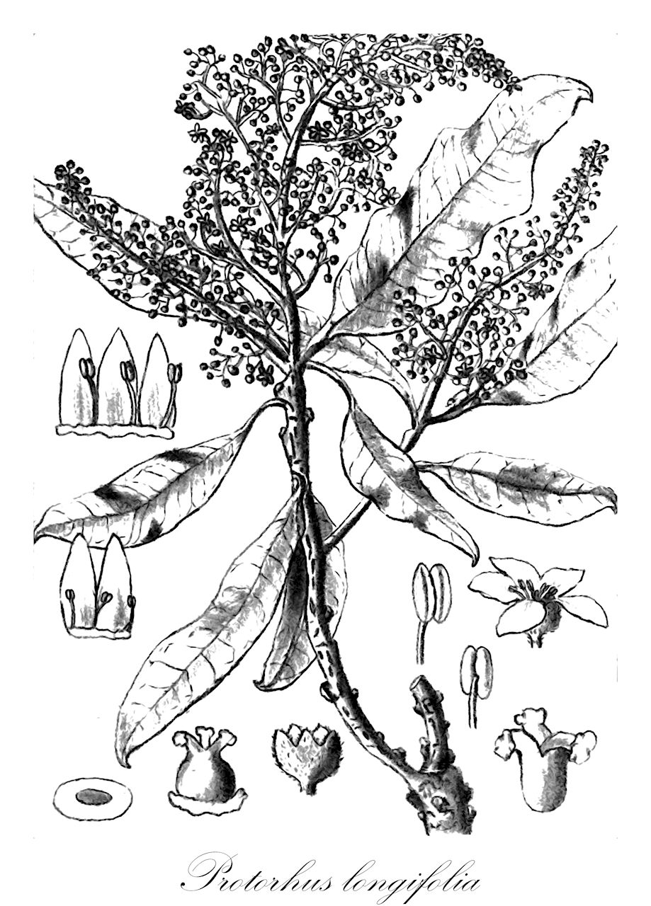 Protorhus longifolia - Anacardiaceae,Plantae,Pteridobiotina,Angiosperms,Sapindales,Anacardiaceae,Protorhus,Protorhus longifolia,Anaphrenium longifolium, Heeria longifolia, Rhus longifolia