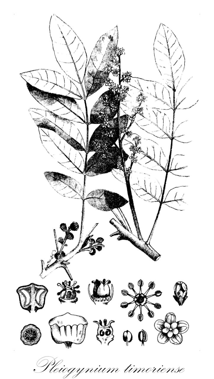 Pleiogynium timoriense - Anacardiaceae,Clausena timorensis, Icica timoriensis, Owenia cerasifera, Pleiogynium cerasiferum, Pleiogynium solandri, Spondias pleiogyna, Spondias solandri,Plantae,Pteridobiotina,Angiosperms,Sapindales,Anacardiaceae,Pleiogynium,Pleiogynium timoriense