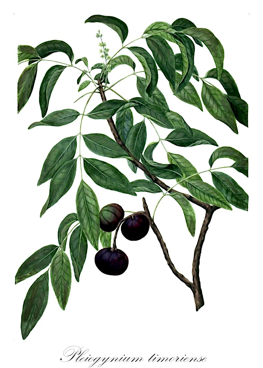 Pleiogynium timoriense - Anacardiaceae,Clausena timorensis, Icica timoriensis, Owenia cerasifera, Pleiogynium cerasiferum, Pleiogynium solandri, Spondias pleiogyna, Spondias solandri,Plantae,Pteridobiotina,Angiosperms,Sapindales,Anacardiaceae,Pleiogynium,Pleiogynium timoriense