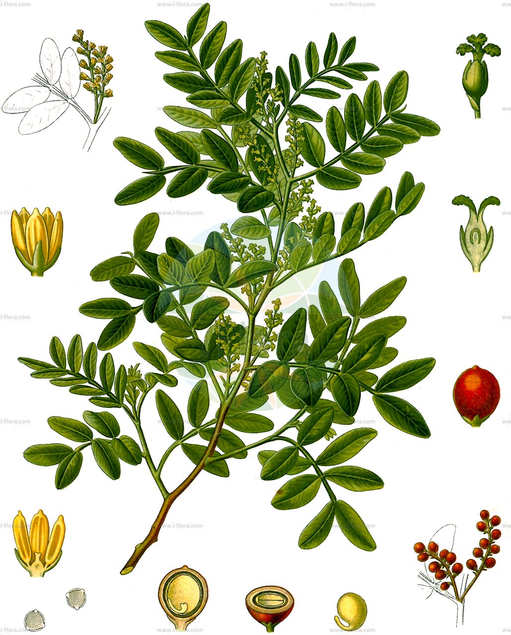 Pistacia lentiscus - Anacardiaceae,Plantae,Pteridobiotina,Angiosperms,Sapindales,Anacardiaceae,Pistacia,Pistacia lentiscus,Lentiscus massiliensis, Lentiscus vulgaris, Pistacia brevifolia, Pistacia multiflora, Pistacia subfalcata, Terebinthus lentiscus,Mastixbaum;Lentiske;lentisque;arbre au mastic;lentisque d'Espagne;pistachier lentisque;restringe;lentisco;almástiga;entina;mata dentisca;lentischio;lentisco;sondro;stinco;mastikboom;aroeira;lentisco-verdadeiro;alfostigueiro;almecegueira;almessigeira;almestigueiro;árvore-do-mástique;darmacho;daro;daroeira;lentisco;moita-do-dro;мастиковое дерево;фисташка мастиковая;фисташка мастичная;sakız ağacı;bafër;bäfer;xinë;llentiscle;mata;tršlja;мастиково дърво;elat hammastik;אֵלַת הַמַּסְטִיק