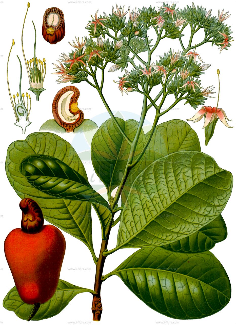 Anacardium occidentale - Anacardiaceae,Plantae,Pteridobiotina,Angiosperms,Sapindales,Anacardiaceae,Anacardium,Anacardium occidentale,Acajuba occidentalis, Anacardium microcarpum, Anacardium occidentale var. americanum, Anacardium occidentale var. gardneri, Cassuvium pomiferum, Cassuvium reniforme, Cassuvium solitarium,Cachunuss-Baum;Elefantenlaus-Baum;Acajubaum;Kaschubaum;Kaschunuss;Nierenbaum