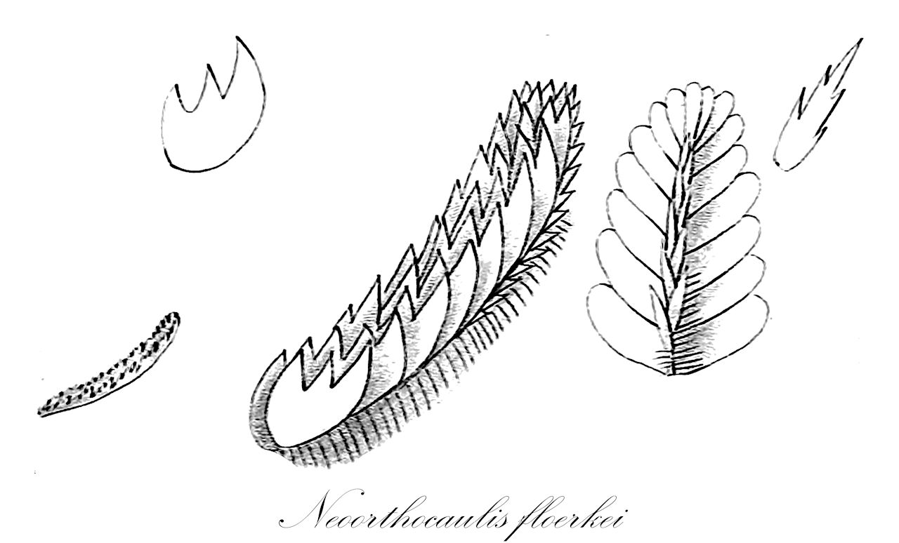 Neoorthocaulis floerkei - Anastrophyllaceae,Plantae,Bryobiotina,Marchantiophyta,Jungermanniopsida,Jungermanniidae,Lophoziales,Anastrophyllaceae,Neoorthocaulis,Neoorthocaulis floerkei,Barbilophozia floerkei, Jungermannia barbata f. arcuata, Jungermannia barbata f. densifolia, Jungermannia barbata f. elongata, Jungermannia barbata f. fasciculata, Jungermannia barbata f. gracillima, Jungermannia barbata f. laxa, Jungermannia barbata f. minor, Jungermannia barbata f. naumanniana, Jungermannia barbata f. nigricans, Jungermannia barbata f. plicata, Jungermannia barbata f. squarrosa, Jungermannia barbata var. floerkei, Jungermannia barbata var. naumanniana, Jungermannia barbata var. naumanniana-major, Jungermannia barbata var. naumannii, Jungermannia floerkei, Jungermannia floerkei f. arcuata, Jungermannia floerkei f. densifolia, Jungermannia floerkei f. floerkei, Jungermannia floerkei f. minor, Jungermannia floerkei f. squarrosa, Jungermannia floerkei subsp. floerkei, Jungermannia floerkei var. alpina, Jungermannia floerkei var. arcuata, Jungermannia floerkei var. floerkei, Jungermannia floerkei var. squarrosa, Jungermannia lycopodioides var. floerkei, Jungermannia naumannii, Jungermannia quinquedentata var. erectiuscula, Jungermannia quinquedentata var. floerkei, Jungermannia quinquedentata var. julacea, Lophozia barbata subsp. floerkei, Lophozia floerkei, Lophozia floerkei f. densifolia, Lophozia floerkei f. floerkei, Lophozia floerkei f. naumannii, Lophozia floerkei var. alpina, Lophozia floerkei var. arcuata, Lophozia floerkei var. densifolia, Lophozia floerkei var. floerkei, Lophozia floerkei var. laxa, Lophozia floerkei var. naumanniana, Lophozia floerkei var. nigricans, Lophozia floerkei var. squarrosa, Orthocaulis floerkei