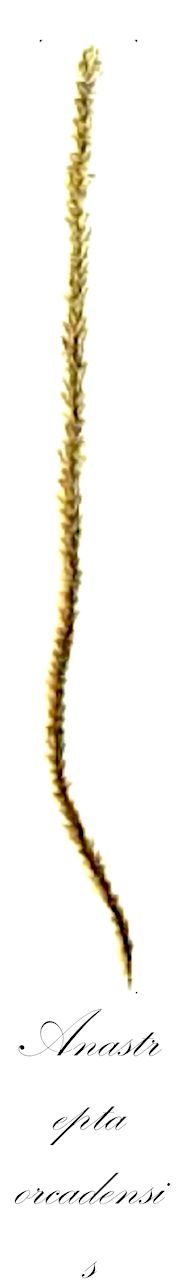Anastrepta orcadensis - Anastrophyllaceae,Plantae,Bryobiotina,Marchantiophyta,Jungermanniopsida,Jungermanniidae,Lophoziales,Anastrophyllaceae,Anastrepta,Anastrepta orcadensis,Anastrepta orcadensis f. brunnea, Anastrepta orcadensis f. orcadensis, Anastrepta orcadensis f. tenuis, Anastrepta orcadensis f. transiens, Anastrepta orcadensis var. attenuata, Anastrepta orcadensis var. elongata, Anastrepta orcadensis var. grandifolia, Anastrepta orcadensis var. orcadensis, Anastrepta orcadensis var. paludosa, Anastrepta sikkimensis, Anastrophyllum erectifolium, Jungermannia erectifolia, Jungermannia orcadensis, Jungermannia orcadensis f. attenuata, Lophozia decurrentia, Lophozia orcadensis, Lophozia rotundifolia, Mesophylla orcadensis