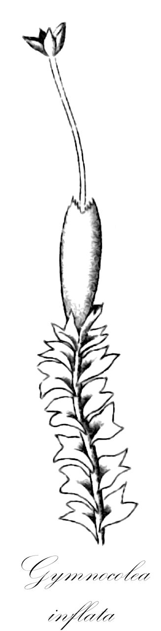 Gymnocolea inflata - Anastrophyllaceae,Plantae,Bryobiotina,Marchantiophyta,Jungermanniopsida,Jungermanniidae,Lophoziales,Anastrophyllaceae,Gymnocolea,Gymnocolea inflata,Cephalozia heterostipa, Cephalozia montana, Gymnocolea inflata f. compacta, Gymnocolea inflata f. inflata, Gymnocolea inflata f. laxa, Gymnocolea inflata f. natans, Gymnocolea inflata f. nigricans, Gymnocolea inflata f. papillosa, Gymnocolea inflata f. subaggregata, Gymnocolea inflata subsp. montana, Gymnocolea inflata var. compacta, Gymnocolea inflata var. compacta, Gymnocolea inflata var. hercynica, Gymnocolea inflata var. heterostipa, Gymnocolea inflata var. inflata, Gymnocolea inflata var. laxa, Gymnocolea inflata var. nigricans, Gymnocolea inflata var. subaggregata, Gymnocolea inflata var. teres, Gymnocolea marginata, Gymnocolea montana, Gymnocolea montana var. acuta, Gymnocolea soerensenii, Jungermannia bicrenata, Jungermannia bifurcata, Jungermannia hercynica, Jungermannia inflata, Jungermannia inflata f. ambigua, Jungermannia inflata f. compacta, Jungermannia inflata f. gracilior, Jungermannia inflata f. hercynica, Jungermannia inflata f. inflata, Jungermannia inflata f. laxa, Jungermannia inflata f. nigricans, Jungermannia inflata f. rigidula, Jungermannia inflata f. rigidula, Jungermannia inflata f. subaggregata, Jungermannia inflata subsp. hercynica, Jungermannia inflata var. compacta, Jungermannia inflata var. cordata, Jungermannia inflata var. gracillima, Jungermannia inflata var. heterostipa, Jungermannia inflata var. inflata, Jungermannia inflata var. laxa, Jungermannia inflata var. laxa, Jungermannia inflata var. major, Jungermannia inflata var. minor, Jungermannia inflata var. palustris, Jungermannia inflata var. rigidiuscula, Lophozia inflata, Lophozia inflata f. aterrima, Lophozia inflata f. brunnea, Lophozia inflata f. densifolia, Lophozia inflata f. inflata, Lophozia inflata f. laeteviridis, Lophozia inflata f. laxifolia, Lophozia inflata f. minima, Lophozia inflata var. compacta, Lophozia inflata var. fastigiata, Lophozia inflata var. gracillima, Lophozia inflata var. hercynica, Lophozia inflata var. heterostipa, Lophozia inflata var. incurva, Lophozia inflata var. inflata, Lophozia inflata var. laxa, Lophozia inflata var. natans, Lophozia inflata var. nigricans, Marsupella rikuchuna, Sphenolobus marginatus
