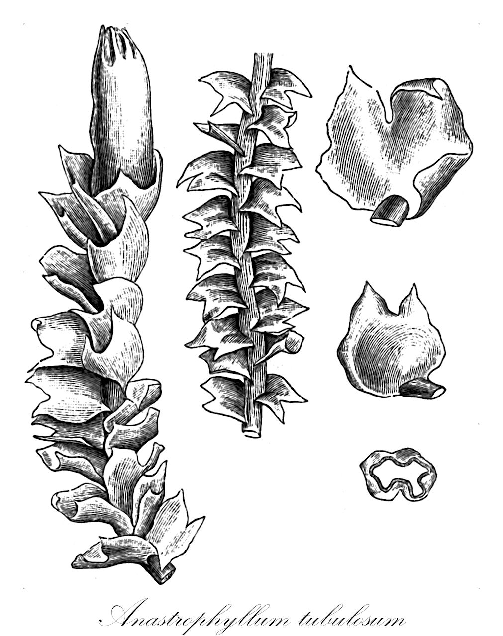 Anastrophyllum tubulosum - Anastrophyllaceae,Plantae,Bryobiotina,Marchantiophyta,Jungermanniopsida,Jungermanniidae,Lophoziales,Anastrophyllaceae,Anastrophyllum,Anastrophyllum tubulosum,Anastrophyllum adulterinum, Anastrophyllum brasiliense, Anastrophyllum conforme, Anastrophyllum harrisanum, Anastrophyllum pusillum, Diplophylleia conformis, Diplophylleia tubulosa, Diplophyllum tubulosum, Jungermannia adulterina, Jungermannia adulterina var. minuta, Jungermannia adulterina var. subserrulata, Jungermannia conformis, Jungermannia tubulosa, Lophozia conformis, Marsupella exigua, Sphenolobus pearcei