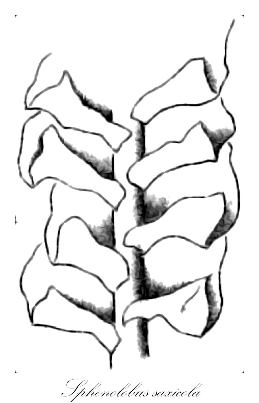 Sphenolobus saxicola - Anastrophyllaceae,Plantae,Bryobiotina,Marchantiophyta,Jungermanniopsida,Jungermanniidae,Lophoziales,Anastrophyllaceae,Sphenolobus,Sphenolobus saxicola,Anastrophyllum saxicola, Diplophylleia saxicola, Diplophyllum saxicola, Jungermannia saxicola, Jungermannia saxicola f. minor, Jungermannia saxicola var. minor, Lophozia saxicola, Plagiochila saxicola