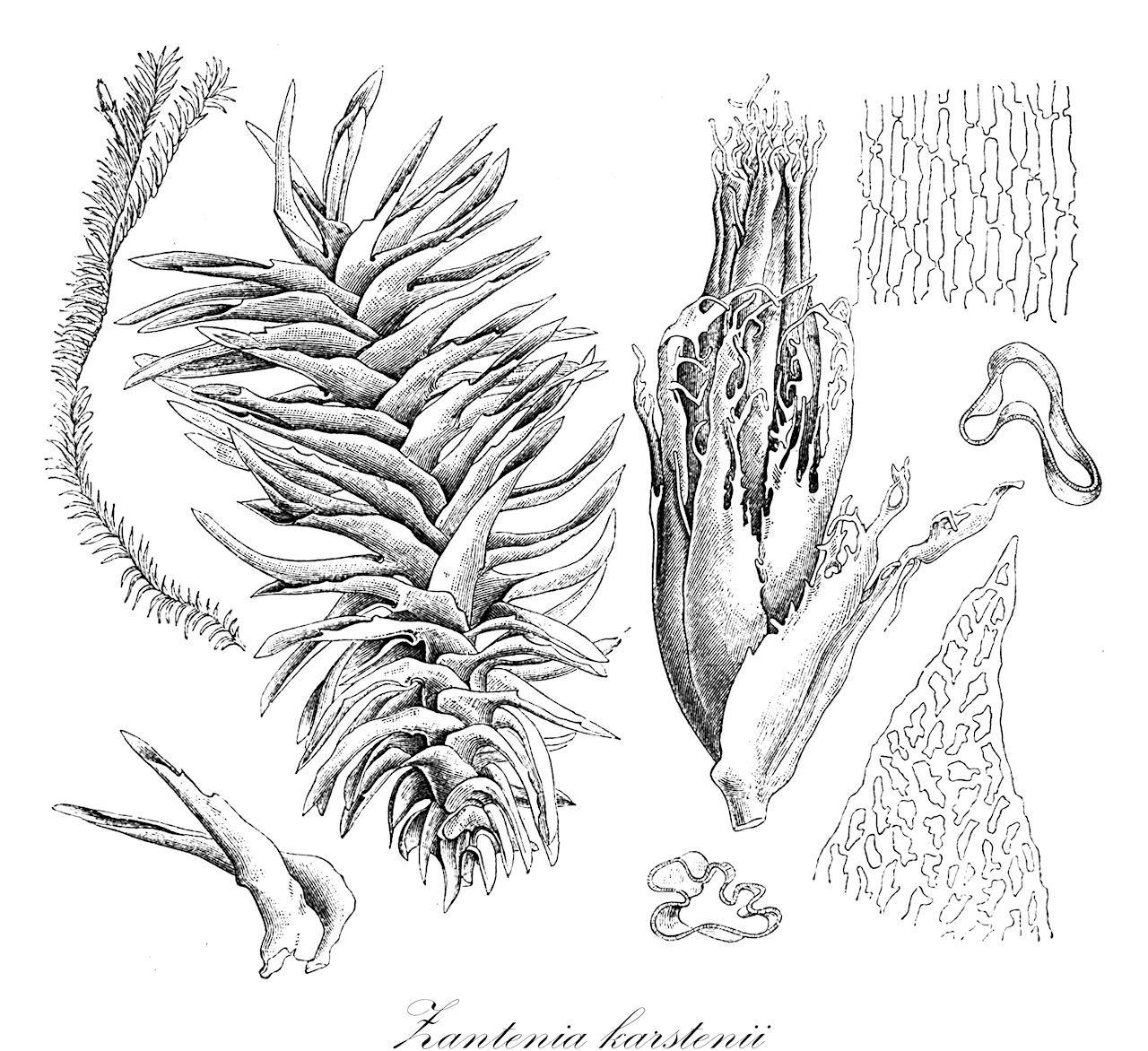 Zantenia karstenii - Anastrophyllaceae,Plantae,Bryobiotina,Marchantiophyta,Jungermanniopsida,Jungermanniidae,Lophoziales,Anastrophyllaceae,Zantenia,Zantenia karstenii,Anastrophyllum karstenii