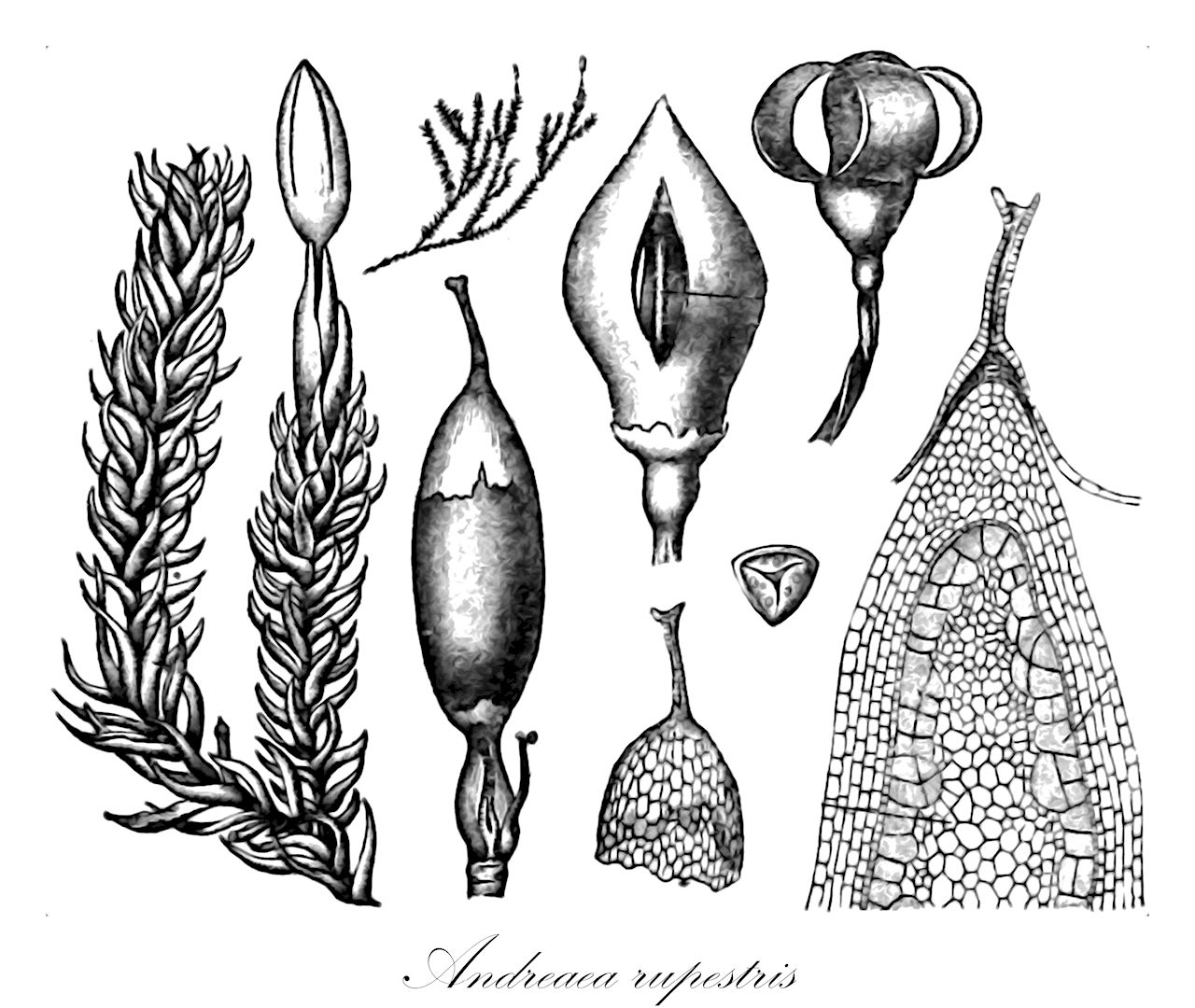 Andreaea rupestris - Andreaeaceae,Plantae,Bryobiotina,Bryophyta,Andreaeopsida,Andreaeales,Andreaeaceae,Andreaea,Andreaea rupestris,Andreaea alpina, Andreaea alpina var. subsecunda, Andreaea amurensis, Andreaea assimilis, Andreaea compacta, Andreaea cuspidata, Andreaea filiformis, Andreaea gibbosa, Andreaea likiangensis, Andreaea microphylla, Andreaea minuta, Andreaea papillosa subsp. sublaevis, Andreaea papillosa subsp. subsparsifolia, Andreaea parvifolia, Andreaea patens, Andreaea perpapillosa, Andreaea petrophila, Andreaea petrophila f. acuminata, Andreaea petrophila f. flaccida, Andreaea petrophila f. gracilis, Andreaea petrophila f. pygmaea, Andreaea petrophila f. rupestris, Andreaea petrophila f. squarrulosa, Andreaea petrophila subsp. rupestris, Andreaea petrophila subsp. sublaevis, Andreaea petrophila subsp. subsparsifolia, Andreaea petrophila var. acuminata, Andreaea petrophila var. affinis, Andreaea petrophila var. alpicola, Andreaea petrophila var. ambigua, Andreaea petrophila var. flaccida, Andreaea petrophila var. gracilis, Andreaea petrophila var. homomalla, Andreaea petrophila var. levis, Andreaea petrophila var. minutula, Andreaea petrophila var. obtusata, Andreaea petrophila var. parvifolia, Andreaea petrophila var. pygmaea, Andreaea petrophila var. rubicunda, Andreaea petrophila var. squarrulosa, Andreaea petrophila var. subalpestris, Andreaea petrophila var. subsecunda, Andreaea petrophila var. sylvicola, Andreaea petrophila var. vulgaris, Andreaea rupestris f. acuminata, Andreaea rupestris f. flaccida, Andreaea rupestris f. gracilis, Andreaea rupestris f. homomalla, Andreaea rupestris f. minutula, Andreaea rupestris f. squarrulosa, Andreaea rupestris f. subalpestris, Andreaea rupestris f. subsparsifolia, Andreaea rupestris f. sylvicola, Andreaea rupestris subsp. rupestris, Andreaea rupestris var. acuminata, Andreaea rupestris var. acutifolia, Andreaea rupestris var. gracilis, Andreaea rupestris var. hulubyi, Andreaea rupestris var. rubicunda, Andreaea rupestris var. sylvicola, Andreaea sparsifolia var. sublaevis, Andreaea spurioalpina, Andreaea spurioalpina var. rubricalyx, Andreaea squarrosofiliformis, Andreaea striata, Andreaea turgescens, Andreaea wrightii