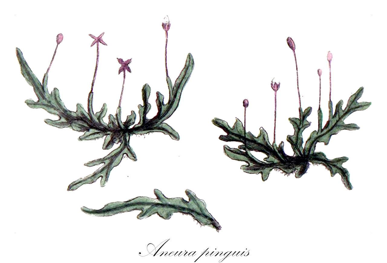 Aneura pinguis - Aneuraceae,Plantae,Bryobiotina,Marchantiophyta,Jungermanniopsida,Metzgeriidae,Metzgeriales,Aneuraceae,Aneura,Aneura pinguis,Aneura fuscovirens, Aneura fuscovirens var. submersa, Aneura indica, Aneura laurentiana, Aneura pinguis f. angustior, Aneura pinguis f. breviseta, Aneura pinguis f. calcarea, Aneura pinguis f. crassior, Aneura pinguis f. crispa, Aneura pinguis f. denticulata, Aneura pinguis f. fasciata, Aneura pinguis f. fuscovirens, Aneura pinguis f. linearis, Aneura pinguis f. lobulata, Aneura pinguis f. pinguis, Aneura pinguis f. prolifera, Aneura pinguis f. tenuis, Aneura pinguis var. angustior, Aneura pinguis var. angustior, Aneura pinguis var. denticulata, Aneura pinguis var. exasperata, Aneura pinguis var. fuscovirens, Aneura pinguis var. glauca, Aneura pinguis var. lobulata, Aneura pinguis var. minor, Aneura pinguis var. pinguis, Aneura sessilis, Aneura viridissima, Gymnomitrion pingue, Gymnomitrion pingue var. angustum, Gymnomitrion pingue var. pingue, Jungermannia pinguis, Jungermannia pinguis var. angustior, Jungermannia pinguis var. crassior, Jungermannia pinguis var. pinguis, Jungermannia pinguis var. tenuis, Jungermannia rigida, Jungermannia sessilis, Metzgeria pinguis, Riccardia fuscovirens, Riccardia fuscovirens var. subcylindrica, Riccardia laurentiana, Riccardia pinguis, Riccardia pinguis f. angustior, Riccardia pinguis f. crassior, Riccardia pinguis f. crispa, Riccardia pinguis f. lobulata, Riccardia pinguis f. major, Riccardia pinguis f. minor, Riccardia pinguis f. pinguis, Riccardia pinguis f. tenuis, Riccardia pinguis subsp. fuscovirens, Riccardia pinguis subsp. pinguis, Riccardia pinguis var. angustior, Riccardia pinguis var. crassior, Riccardia pinguis var. denticulata, Riccardia pinguis var. fasciata, Riccardia pinguis var. fuscovirens, Riccardia pinguis var. fuscovirens, Riccardia pinguis var. pinguis, Riccardia pinguis var. tenuis, Riccardia sessilis, Riccardia submarginata, Riccardia viridissima, Roemeria pinguis, Roemeria pinguis var. major, Roemeria pinguis var. media, Roemeria pinguis var. minor, Roemeria pinguis var. pinguis, Sarcomitrium pingue, Trichostylium affine, Trichostylium arenarium, Trichostylium pingue