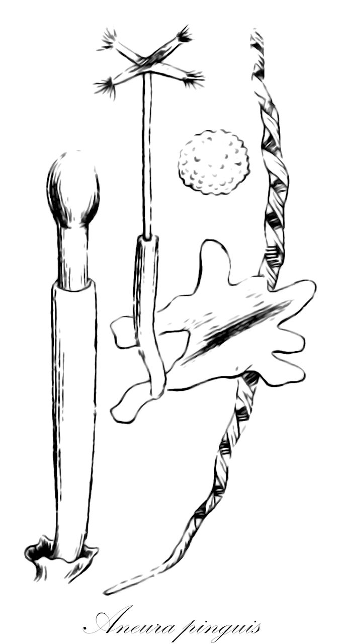 Aneura pinguis - Aneuraceae,Plantae,Bryobiotina,Marchantiophyta,Jungermanniopsida,Metzgeriidae,Metzgeriales,Aneuraceae,Aneura,Aneura pinguis,Aneura fuscovirens, Aneura fuscovirens var. submersa, Aneura indica, Aneura laurentiana, Aneura pinguis f. angustior, Aneura pinguis f. breviseta, Aneura pinguis f. calcarea, Aneura pinguis f. crassior, Aneura pinguis f. crispa, Aneura pinguis f. denticulata, Aneura pinguis f. fasciata, Aneura pinguis f. fuscovirens, Aneura pinguis f. linearis, Aneura pinguis f. lobulata, Aneura pinguis f. pinguis, Aneura pinguis f. prolifera, Aneura pinguis f. tenuis, Aneura pinguis var. angustior, Aneura pinguis var. angustior, Aneura pinguis var. denticulata, Aneura pinguis var. exasperata, Aneura pinguis var. fuscovirens, Aneura pinguis var. glauca, Aneura pinguis var. lobulata, Aneura pinguis var. minor, Aneura pinguis var. pinguis, Aneura sessilis, Aneura viridissima, Gymnomitrion pingue, Gymnomitrion pingue var. angustum, Gymnomitrion pingue var. pingue, Jungermannia pinguis, Jungermannia pinguis var. angustior, Jungermannia pinguis var. crassior, Jungermannia pinguis var. pinguis, Jungermannia pinguis var. tenuis, Jungermannia rigida, Jungermannia sessilis, Metzgeria pinguis, Riccardia fuscovirens, Riccardia fuscovirens var. subcylindrica, Riccardia laurentiana, Riccardia pinguis, Riccardia pinguis f. angustior, Riccardia pinguis f. crassior, Riccardia pinguis f. crispa, Riccardia pinguis f. lobulata, Riccardia pinguis f. major, Riccardia pinguis f. minor, Riccardia pinguis f. pinguis, Riccardia pinguis f. tenuis, Riccardia pinguis subsp. fuscovirens, Riccardia pinguis subsp. pinguis, Riccardia pinguis var. angustior, Riccardia pinguis var. crassior, Riccardia pinguis var. denticulata, Riccardia pinguis var. fasciata, Riccardia pinguis var. fuscovirens, Riccardia pinguis var. fuscovirens, Riccardia pinguis var. pinguis, Riccardia pinguis var. tenuis, Riccardia sessilis, Riccardia submarginata, Riccardia viridissima, Roemeria pinguis, Roemeria pinguis var. major, Roemeria pinguis var. media, Roemeria pinguis var. minor, Roemeria pinguis var. pinguis, Sarcomitrium pingue, Trichostylium affine, Trichostylium arenarium, Trichostylium pingue