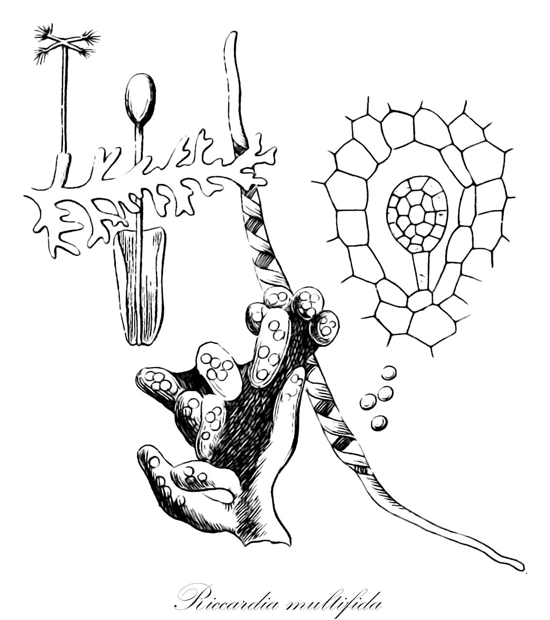 Riccardia multifida - Aneuraceae,Plantae,Bryobiotina,Marchantiophyta,Jungermanniopsida,Metzgeriidae,Metzgeriales,Aneuraceae,Riccardia,Riccardia multifida,Aneura ambrosioides, Aneura bipinnata, Aneura foreauana, Aneura luetzelburgii, Aneura multifida, Aneura multifida f. filiformis, Aneura multifida f. prolifera, Aneura multifida var. ambrosioides, Aneura multifida var. ambrosioides, Aneura multifida var. filiformis, Aneura multifida var. incisa, Aneura multifida var. multifida, Aneura multifida var. prolifera, Aneura sinuata f. ambrosioides, Aneura sinuata f. stenoclada, Aneura sinuata subsp. multifida, Anthoceros multifidus, Anthoceros punctatus f. multifidus, Anthoceros punctatus var. multifidus, Carpoceros multifidus, Gymnomitrion multifida, Jungermannia bipinnata, Jungermannia incisa, Jungermannia multifida, Jungermannia multifida var. crispa, Jungermannia multifida var. incisa, Jungermannia multifida var. multifida, Jungermannia palmata var. multifida, Jungermannia rigida, Metzgeria multifida, Pseudoneura multifida, Riccardia bipinnata, Riccardia multifida f. ambrosioides, Riccardia multifida f. multifida, Riccardia multifida var. ambrosioides, Riccardia multifida var. multifida, Riccardia sinuata var. stenoclada, Roemeria multifida, Sarcomitrium bipinnatum, Sarcomitrium multifidum