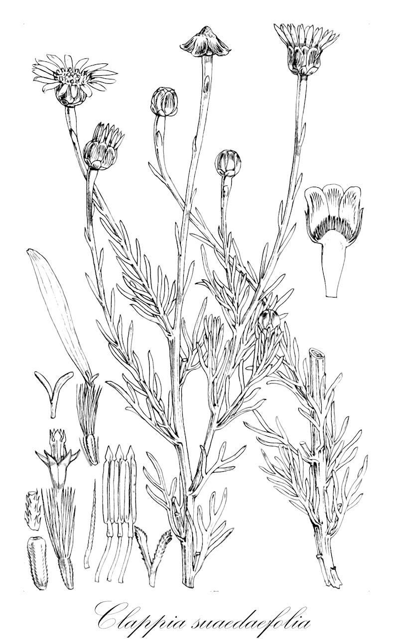 Clappia suaedaefolia - Malvaceae