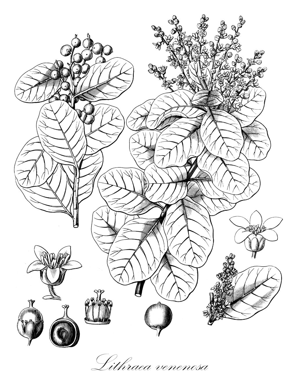 Lithraea venenosa - Campanulaceae