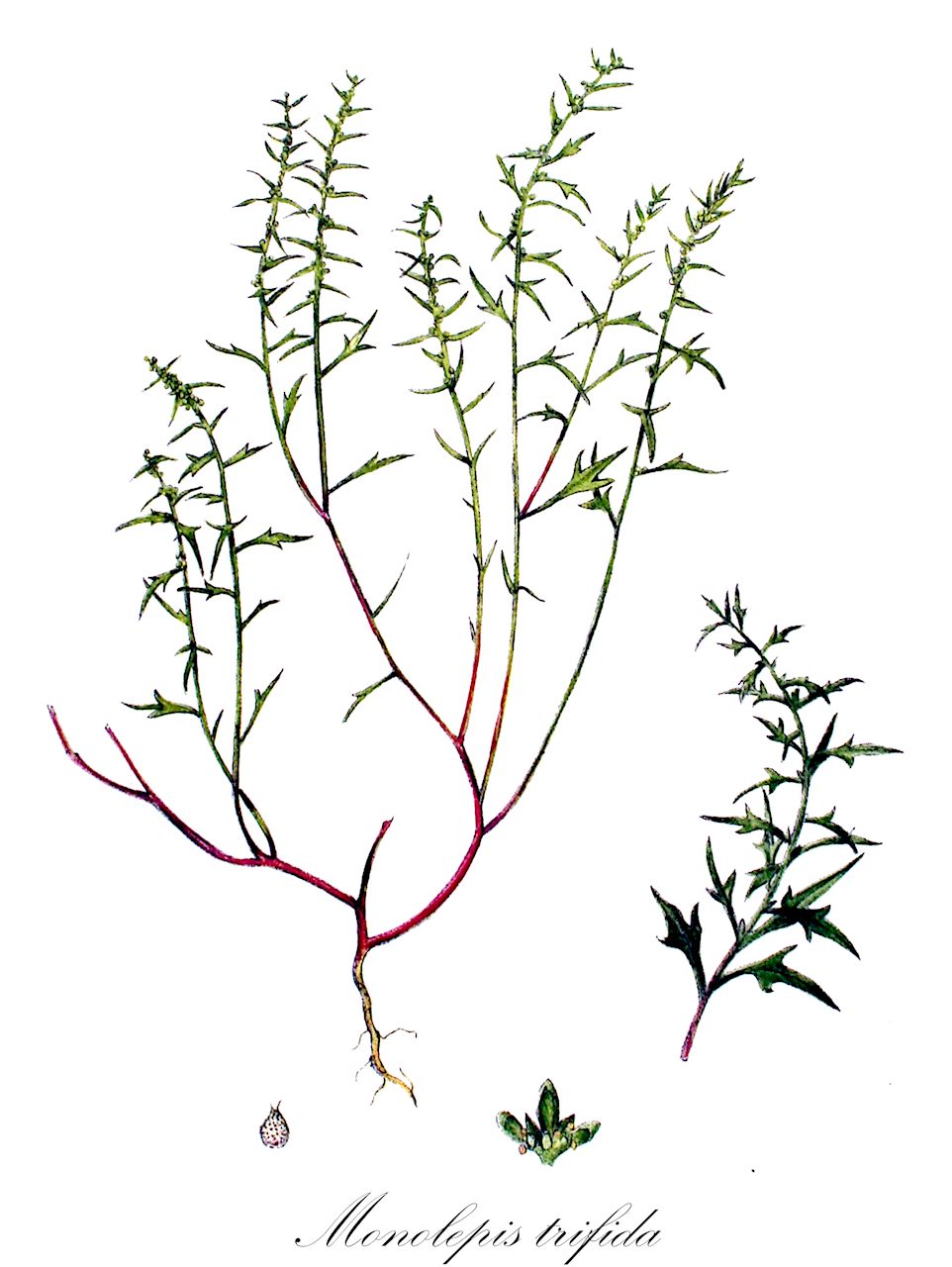 Monolepis trifida - Amaranthaceae